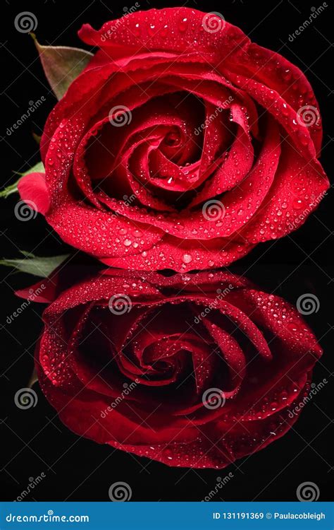 A Closeup Of A Single Red Rose With Water Drops On It Reflecting Stock