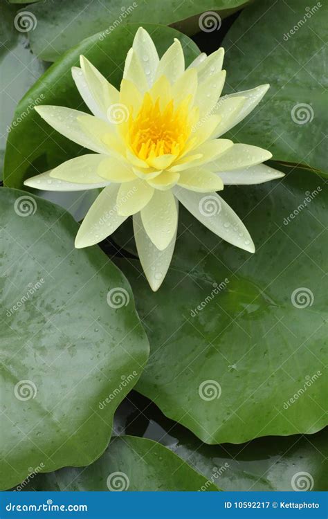 Yellow Water Lily Stock Image Image Of Multi Feng Garden 10592217