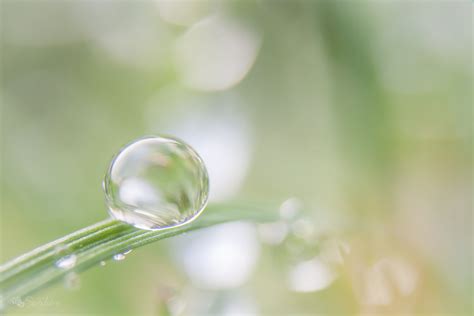 Dewdrop On A Leaf Selective Focus Photography Hd Wallpaper Wallpaper