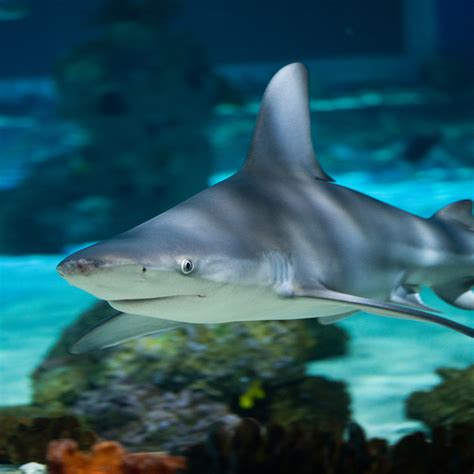 Sandbar Shark The Living Planet Aquarium