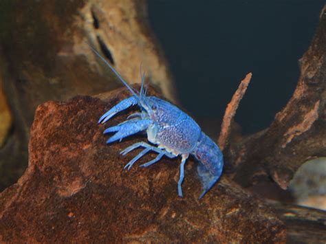The Online Zoo Electric Blue Crayfish