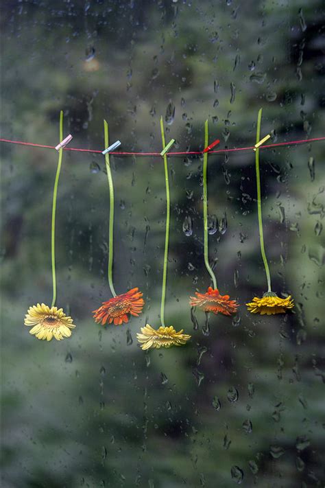 Gerbera In Rain Photograph By Joana Kruse Fine Art America