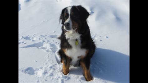 Bernese Mountain Dog First Time In Snow Youtube