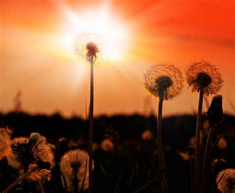 Dandelion At Sunset Free Photo Download Freeimages