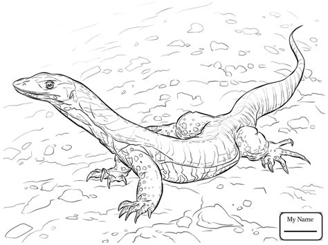 Lizard coloring pages amazing with picture of lizard coloring 99. Monitor Lizard Coloring Pages at GetDrawings | Free download