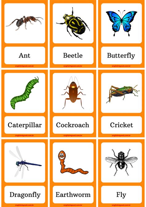 Insects Flashcards English4good Vocabulary Practice