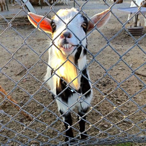 The 33 Best Funny Goat Pictures Of All Time Funny Goat Pictures Funny