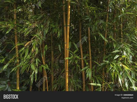 Bamboo Forest Bamboo Image And Photo Free Trial Bigstock