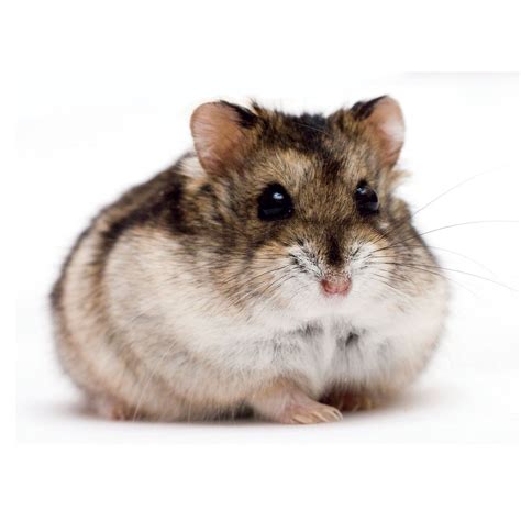 Dwarf Hamsters For Sale Phodopus Campbelli Petco