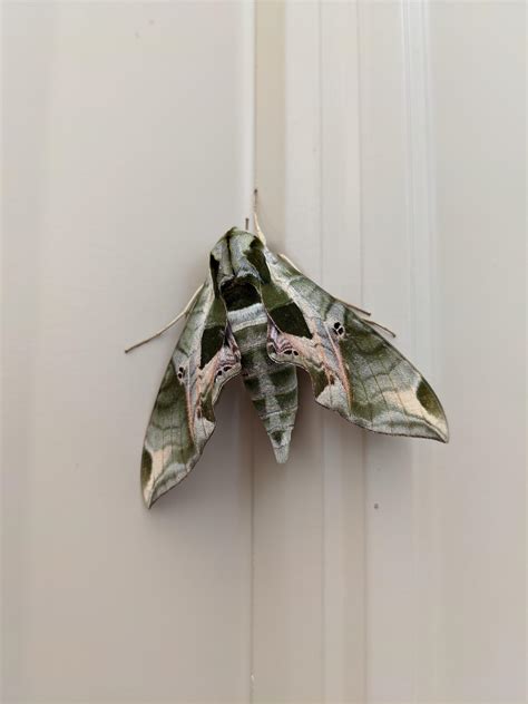 Look At This Cool Moth I Found Pics