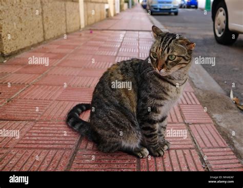 Striped Cat With Broken Ear Stock Photo Alamy