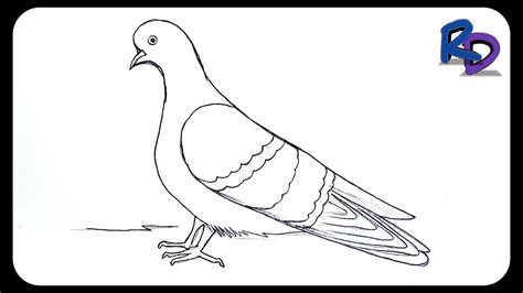Pigeon Drawing Easy How To Draw A Pigeon Easy Step By Step Pencil
