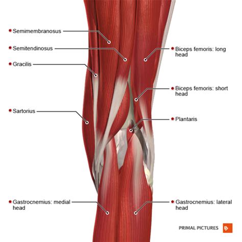 Muscle Anatomy Around Knee