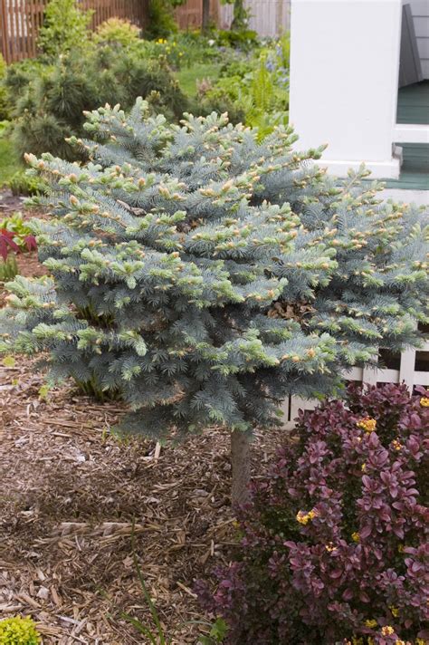 Globe Blue Spruce Patio Tree Plant Library Pahls