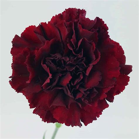 Bouquets,cake flowers or some other flower decorations/arrangements that you need at your wedding,party,baby shower or home.there is not any limit to what these artificial flowers can do for you!silk flowers,silk flowers in bulk wholesale,fak. Wholesale Burgundy Carnations - Bulk Flower Delivery USA