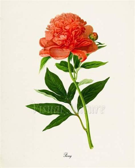 Peony Flower Art Print Peony Botanical Art Print Flower Wall Etsy