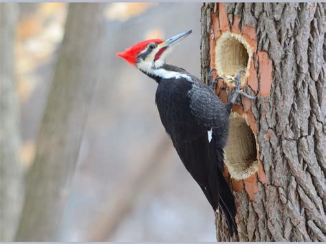 The pileated woodpecker (dryocopus pileatus) is a large, mostly black woodpecker native to north america. Background Information on Woodpeckers — AllThumbsDIY.com