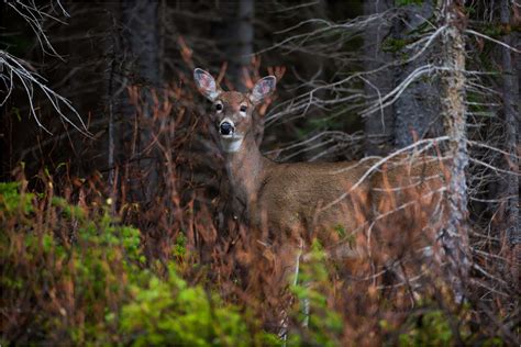 White Tailed Deer Christopher Martin Photography