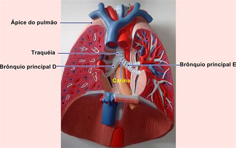 Edf Anatomia Humana Sistema Respirat Rio