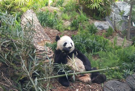 Premières Photos Des Installations Des Pandas Au Zoo De Calgary Canada