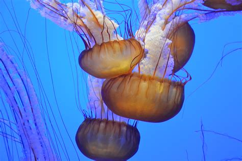 2560x1080 Resolution Ocean Underwater Jellyfish Jellyfishes HD