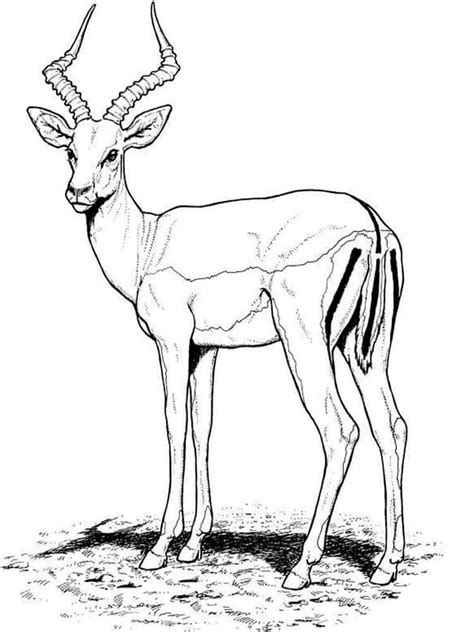 Download 216+ Antelope Coloring Pages PNG PDF File - Download Free Fonts - Free Download Mini