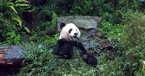 Xinxing è Morto A 38 Anni Il Panda Gigante Più Vecchio Al Mondo