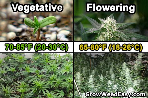 The cannabis flowering stage is the moment we've all been eagerly anticipating. Cannabis Temperature Tutorial | Grow Weed Easy