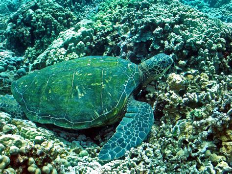 Shutterbugs Capturing The World Around Us The Hawaiian Honu Sea Turtle