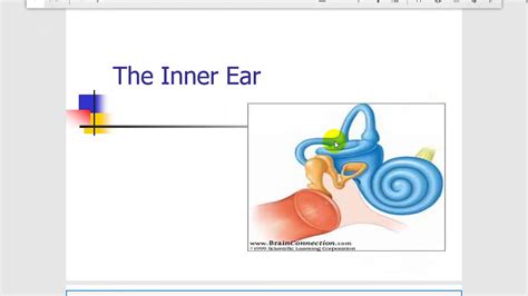 Anatomy Lecture The Inner Ear Youtube