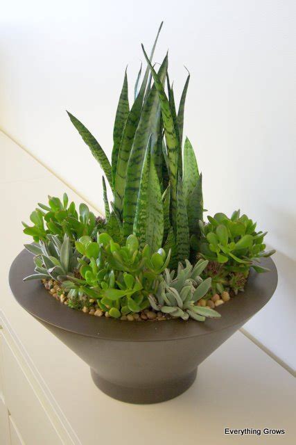 Everything Grows Succulents For Indoor Plants