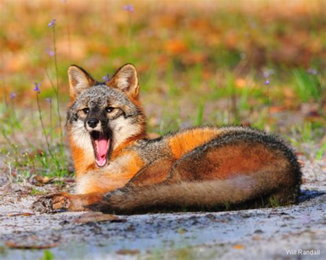 Whats In Your Watershed The Gray Fox The Watershed Project
