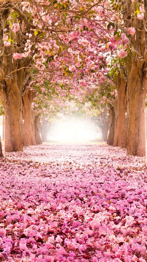 Cherry Blossoms Wallpapers Wallpaper Cave