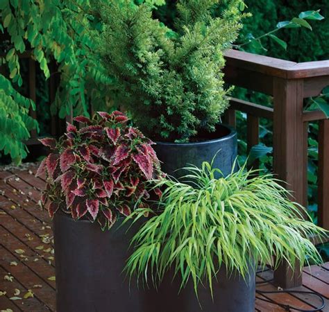 Stylish Shady Containers Finegardening Plants