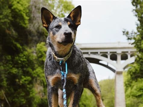 Blue Heeler Dog Breed Information Pictures Characteristics And Facts