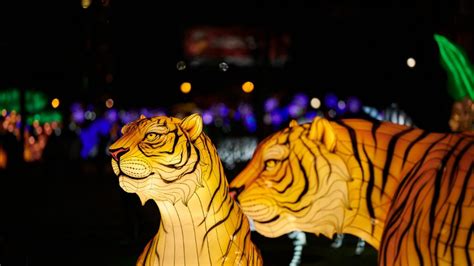 Horóscopo Chino ¿qué Simboliza El Año Del Tigre Y Cómo Te Afectará En El 2022 Panorama