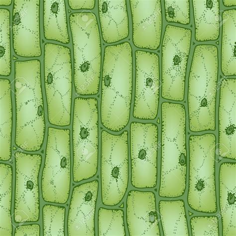 Plant Cells Microscope Nucleus