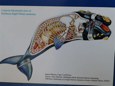 Right Whale Anatomy Whoi Whale Anatomy Marine