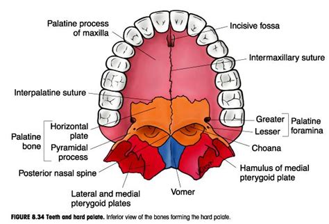 Rahuls Medical Images Medical Images Nasal Cavity Teeth And