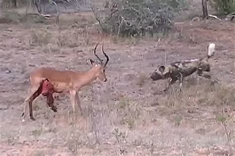 Impala Fights Off Entire Pack Of Wild Dogs With Its Guts Hanging Out