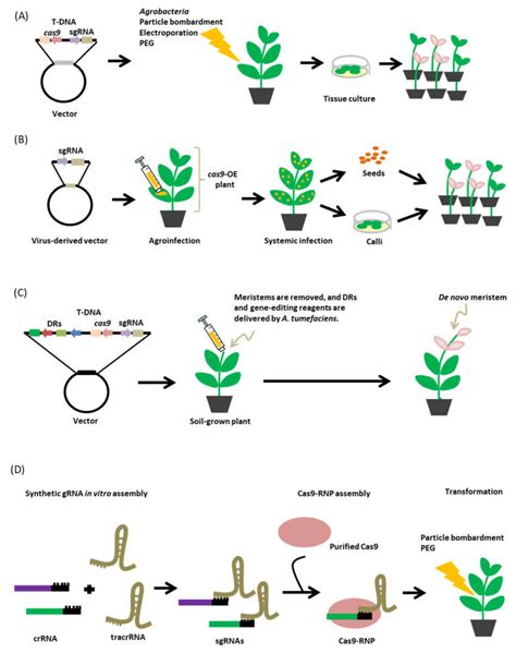 Agronomy Free Full Text CRISPR Cas9 System For Plant Genome Editing