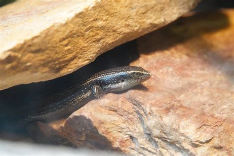 West Canary Skink Zoochat