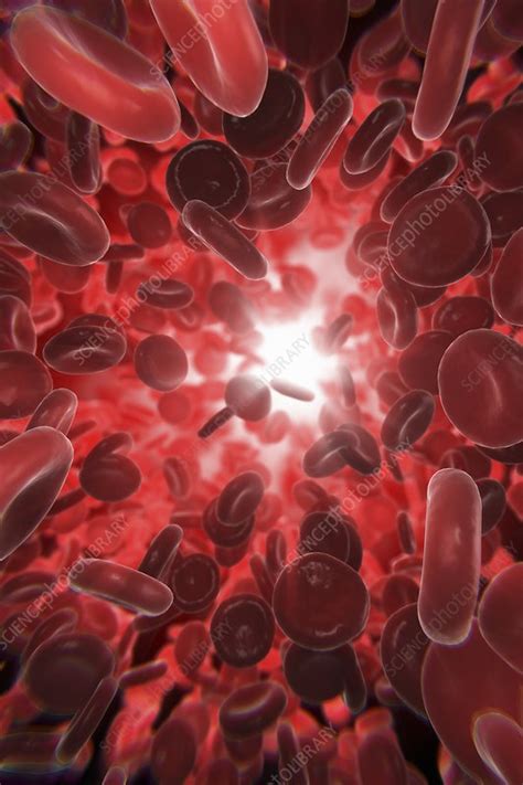 Red Blood Cells Artwork Stock Image C0204301 Science Photo Library
