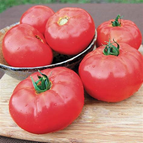 Organic Non Gmo Caiman F1 Tomato