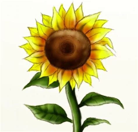 How To Draw A Sunflower In 10 Easy Steps Feltmagnet