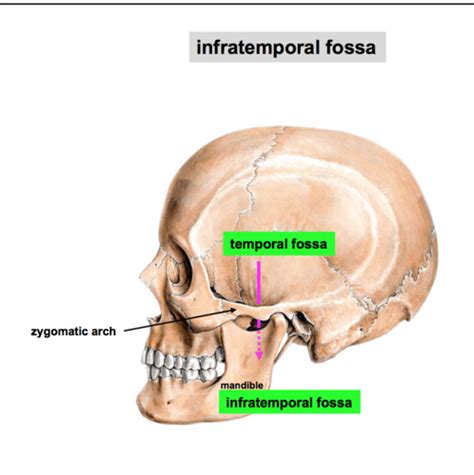 Anatomy Infratemporal Fossa Flashcards Quizlet