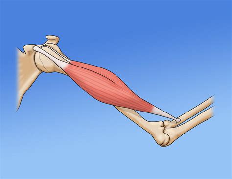 Bicep Muscle Illustration Photograph By Monica Schroeder Fine Art