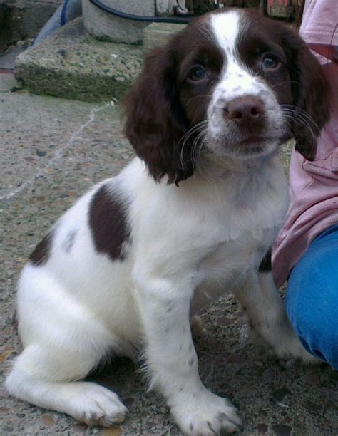 The blue picardy spaniel (or épagneul bleu de picardie) is a breed of spaniel originating in france, from the area around the mouth of the river somme, around the start of the 20th century. English Springer Spaniel Puppies | Goole, East Riding of ...
