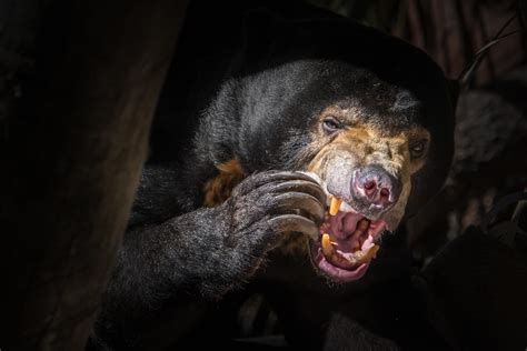 A Chewy Snack Male Sun Bear Helarctos Malayanus Franci Flickr