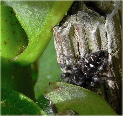 Phidippus Audax Bold Jumper Spider Hiding With Caterpilla Flickr